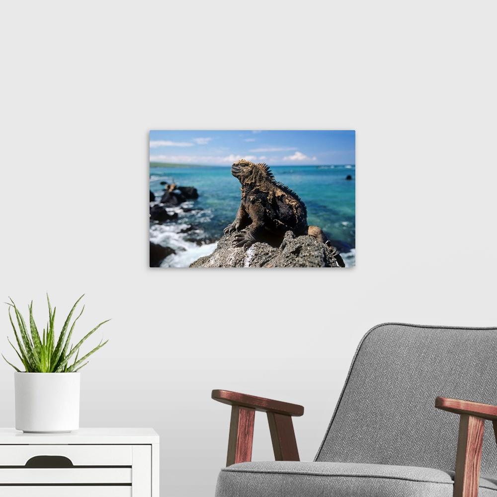 A modern room featuring Marine Iguana basking on coastal rocks, Isabella Island, Galapagos Islands, Ecuador