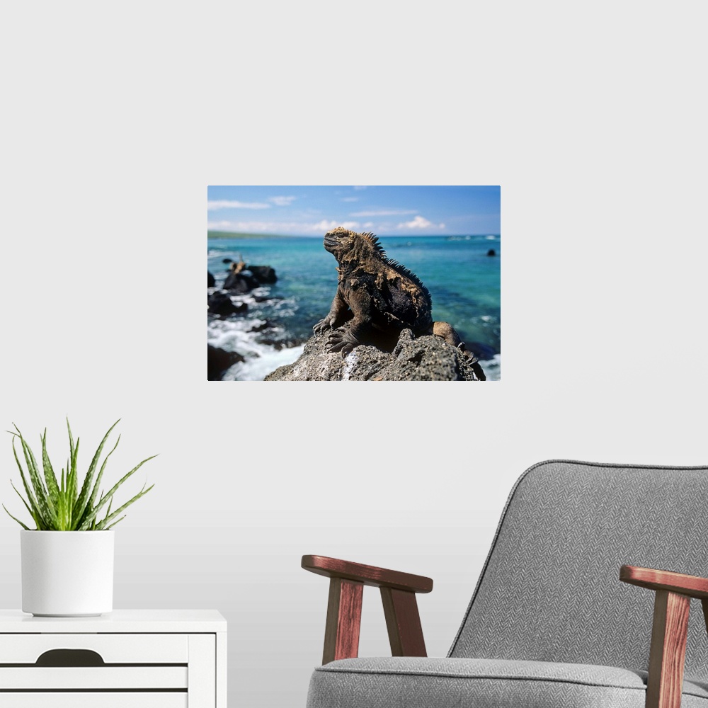 A modern room featuring Marine Iguana basking on coastal rocks, Isabella Island, Galapagos Islands, Ecuador