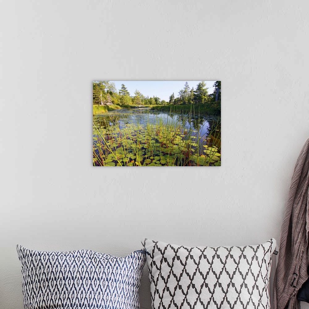 A bohemian room featuring Marsh with reeds and lily pads surrounding a pond, West Stoney Lake, Nova Scotia, Canada