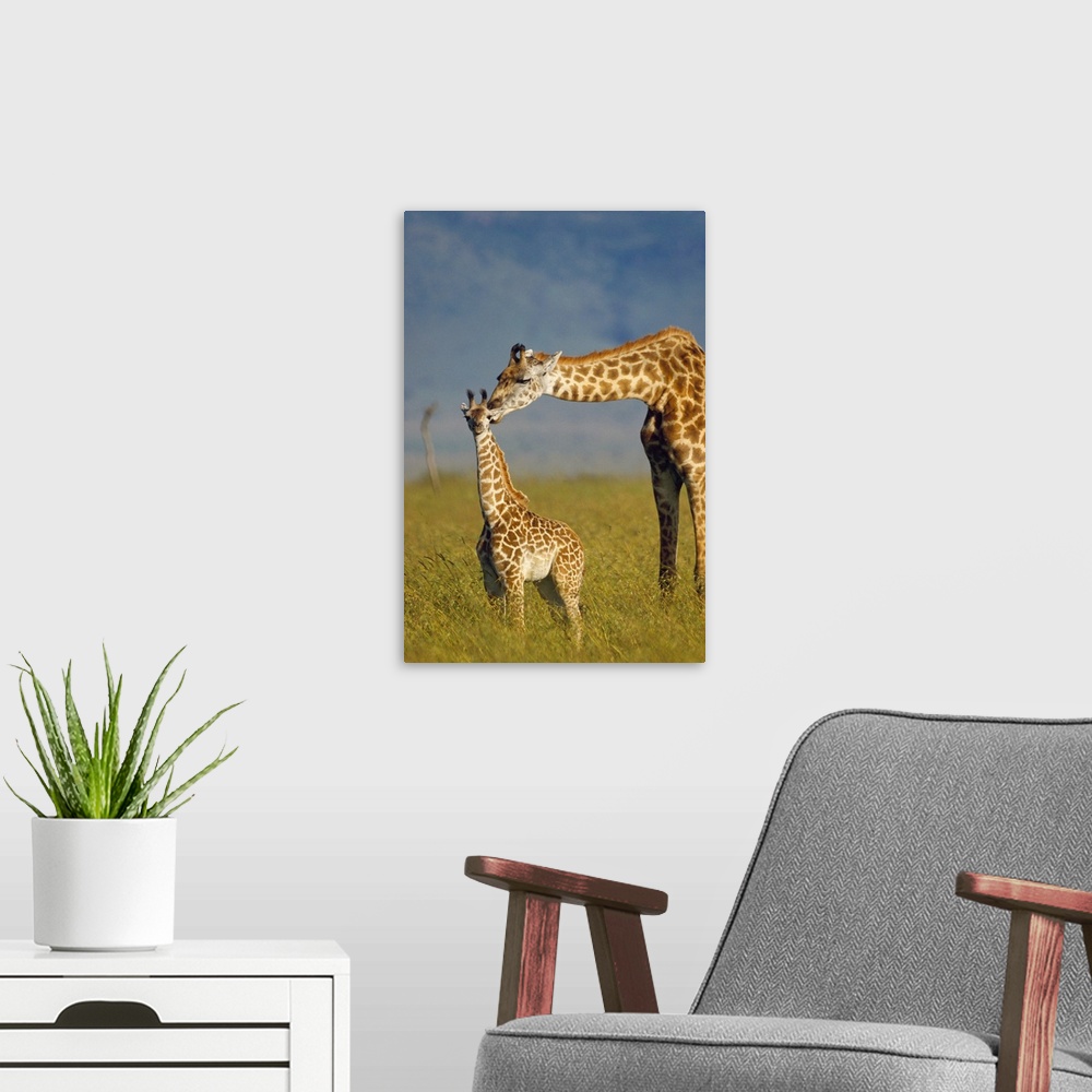 A modern room featuring Masai Giraffe (Giraffa camelopardalis tippelskirchi) mother and young, Kenya