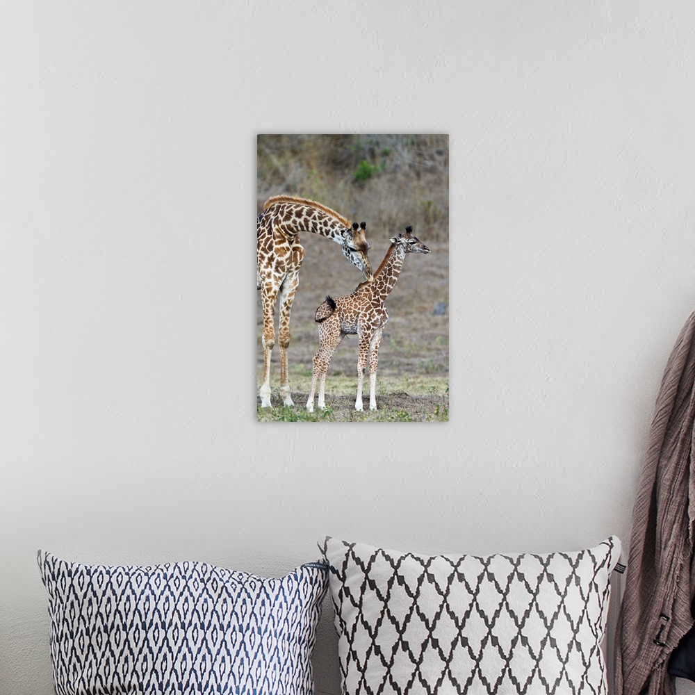 A bohemian room featuring Masai Giraffe mother cleaning calf, Arusha National Park, Tanzania