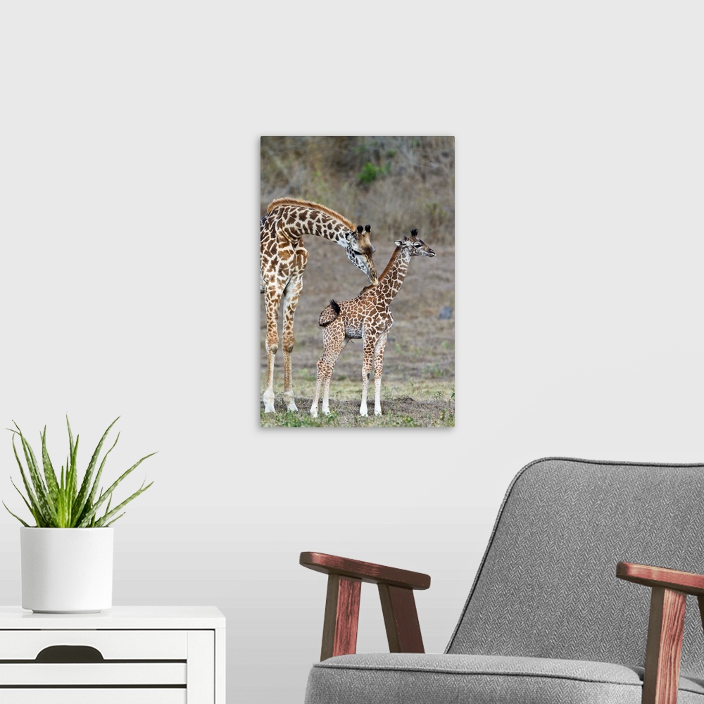 A modern room featuring Masai Giraffe mother cleaning calf, Arusha National Park, Tanzania