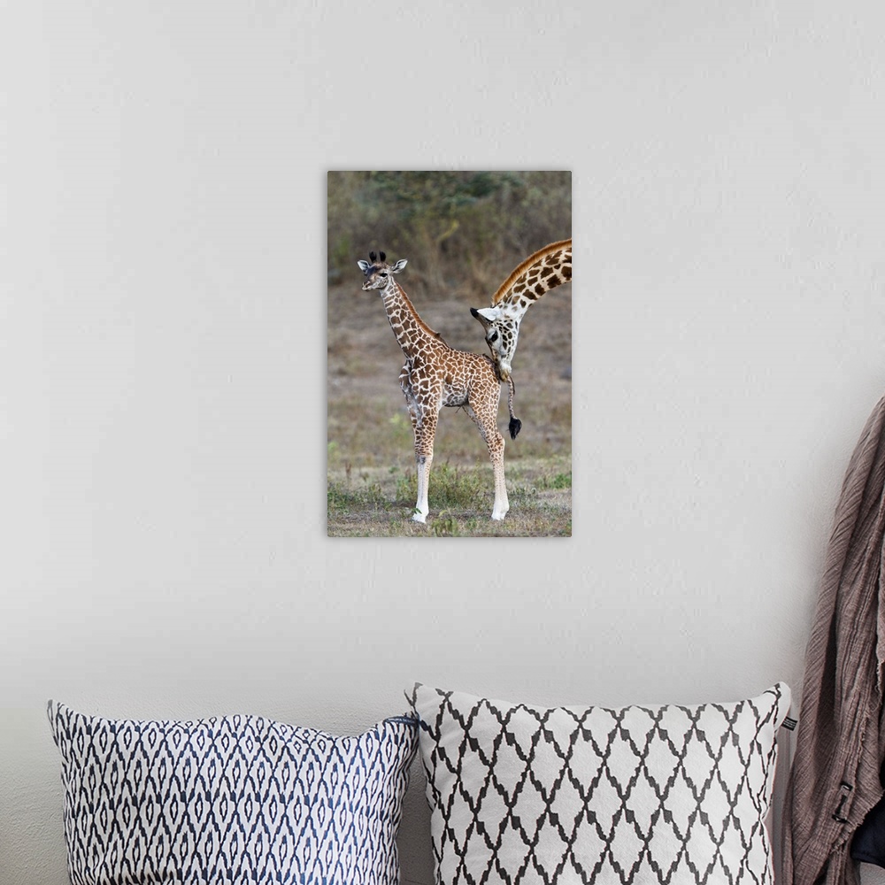 A bohemian room featuring Masai Giraffe mother nuzzling calf, Arusha National Park, Tanzania