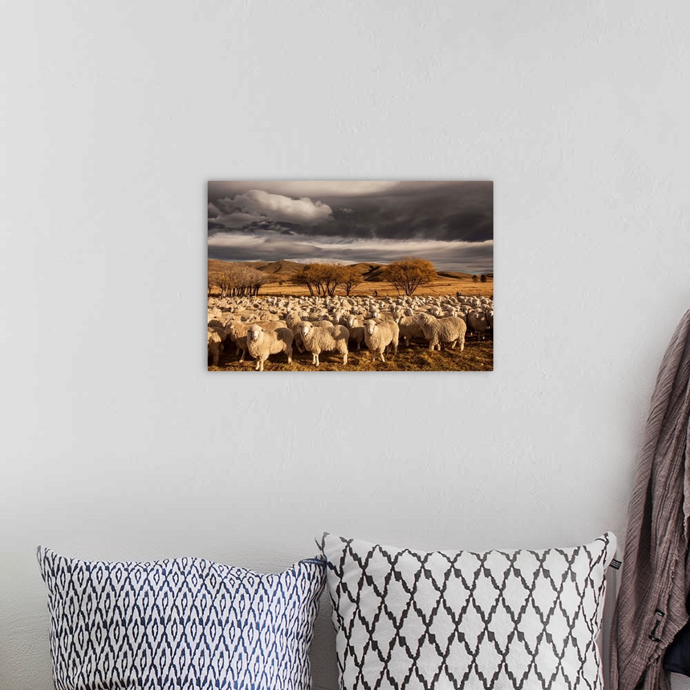 A bohemian room featuring Merino sheep flock in farm yard await crutching, autumn muster under dawn cloudscape, St Bathans,...