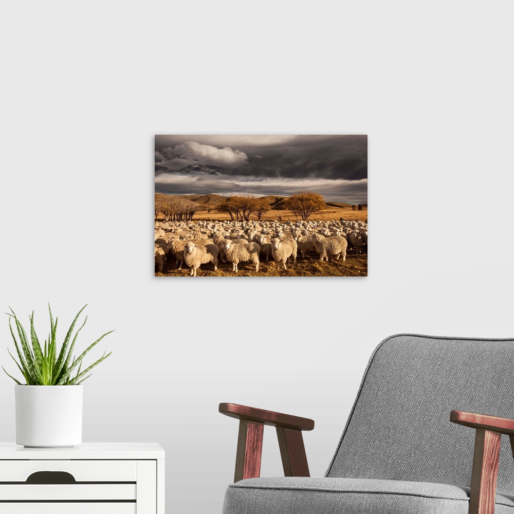 A modern room featuring Merino sheep flock in farm yard await crutching, autumn muster under dawn cloudscape, St Bathans,...