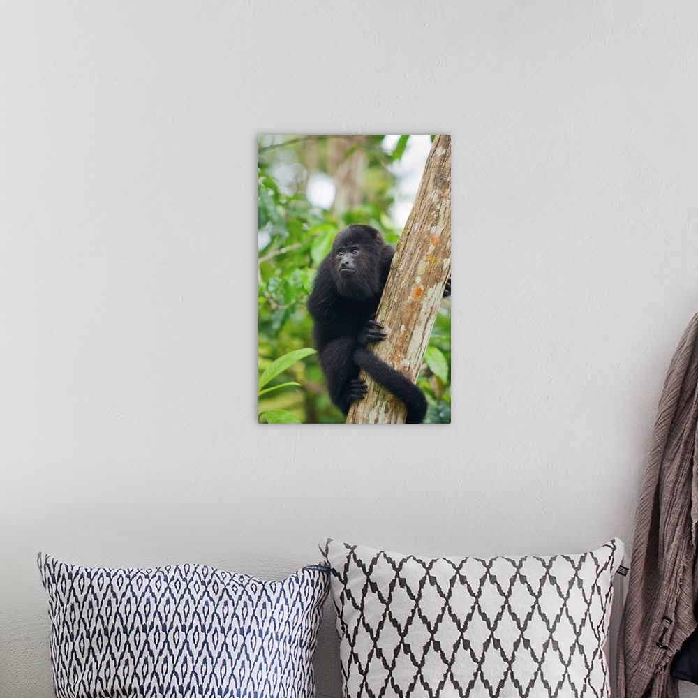 A bohemian room featuring Mexican Black Howler Monkey (Alouatta pigra) in tree, Community Baboon Sanctuary, Belize.