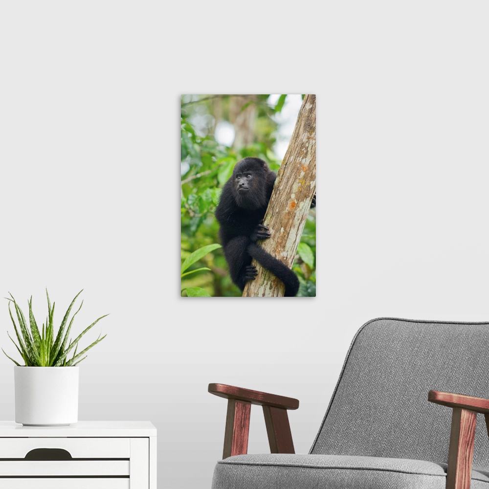 A modern room featuring Mexican Black Howler Monkey (Alouatta pigra) in tree, Community Baboon Sanctuary, Belize.