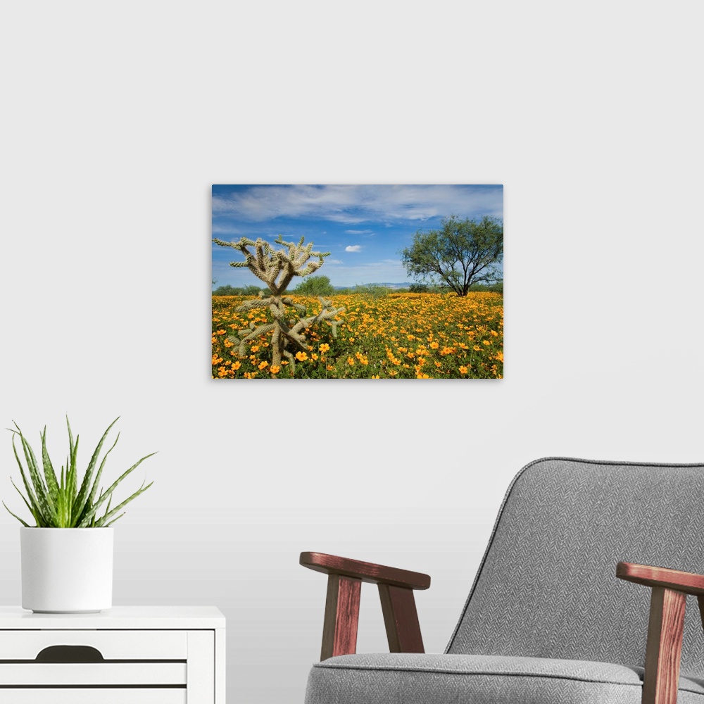 A modern room featuring Mexican Golden Poppy flowers and cactus, Arizona