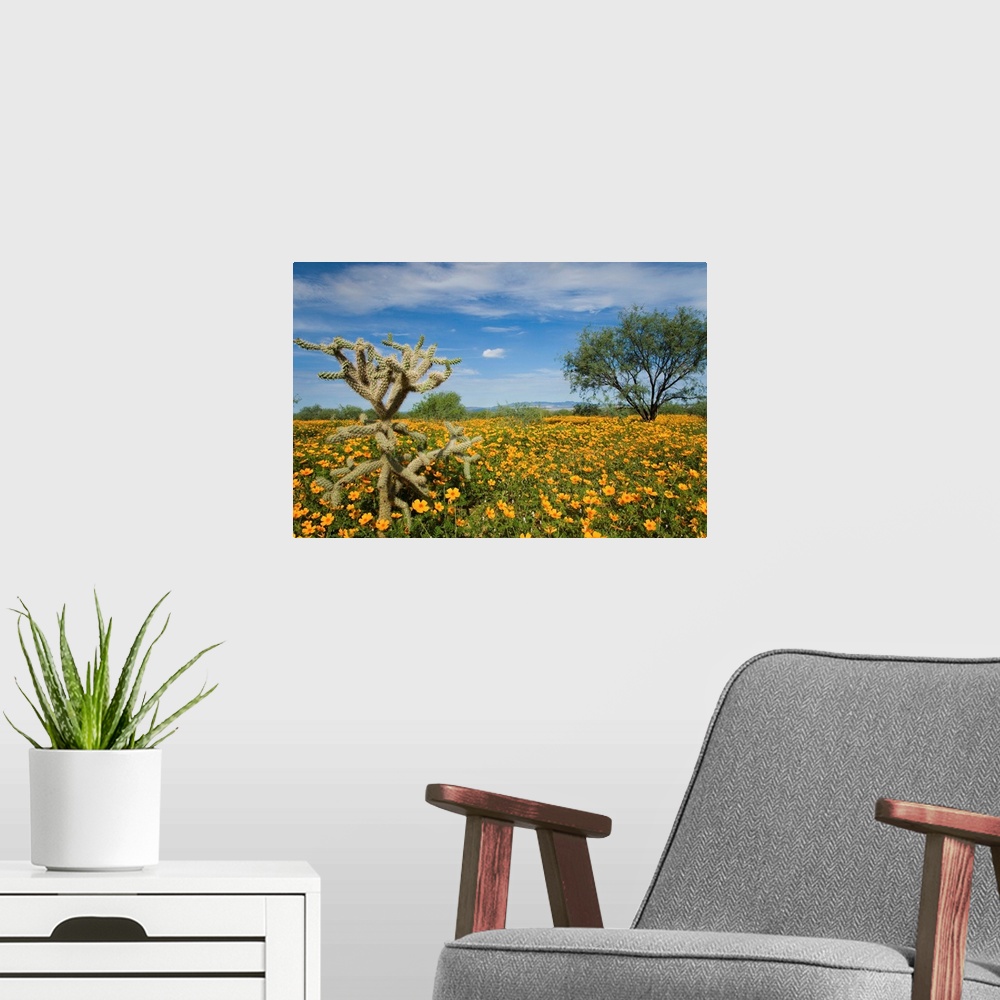 A modern room featuring Mexican Golden Poppy flowers and cactus, Arizona