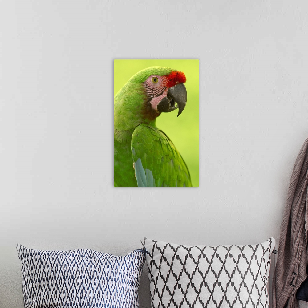 A bohemian room featuring Military Macaw (Ara militaris) portrait, Amazon rainforest, Ecuador
