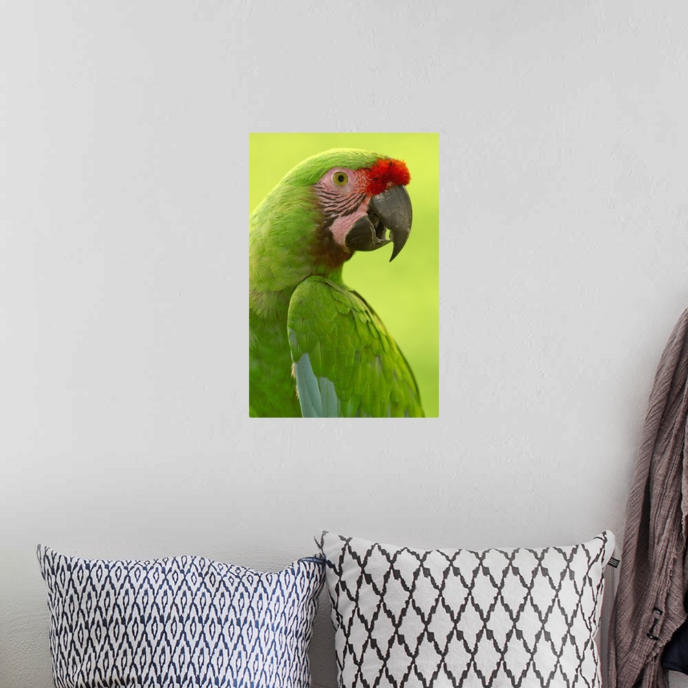 A bohemian room featuring Military Macaw (Ara militaris) portrait, Amazon rainforest, Ecuador