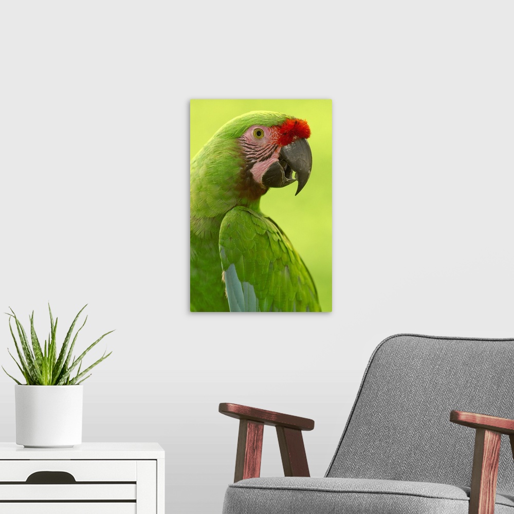 A modern room featuring Military Macaw (Ara militaris) portrait, Amazon rainforest, Ecuador