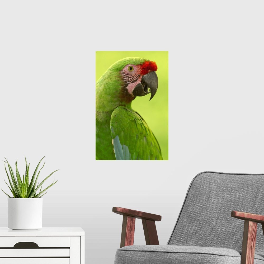 A modern room featuring Military Macaw (Ara militaris) portrait, Amazon rainforest, Ecuador