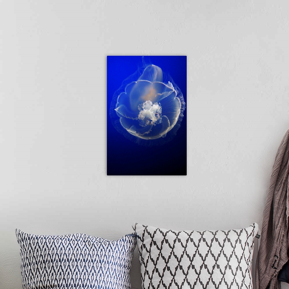 A bohemian room featuring Moon Jelly in aquarium, distributed worldwide