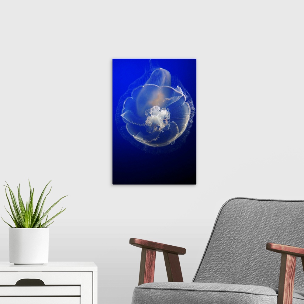 A modern room featuring Moon Jelly in aquarium, distributed worldwide