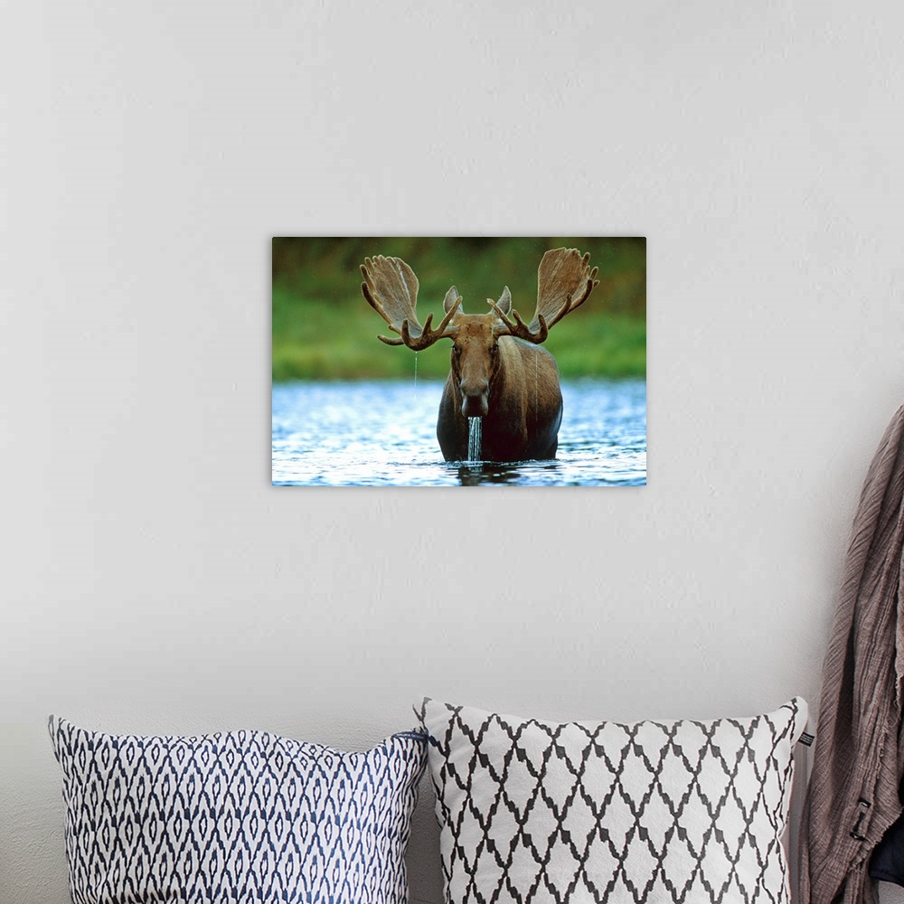 A bohemian room featuring Moose raising its head while feeding on the bottom of a lake, North America