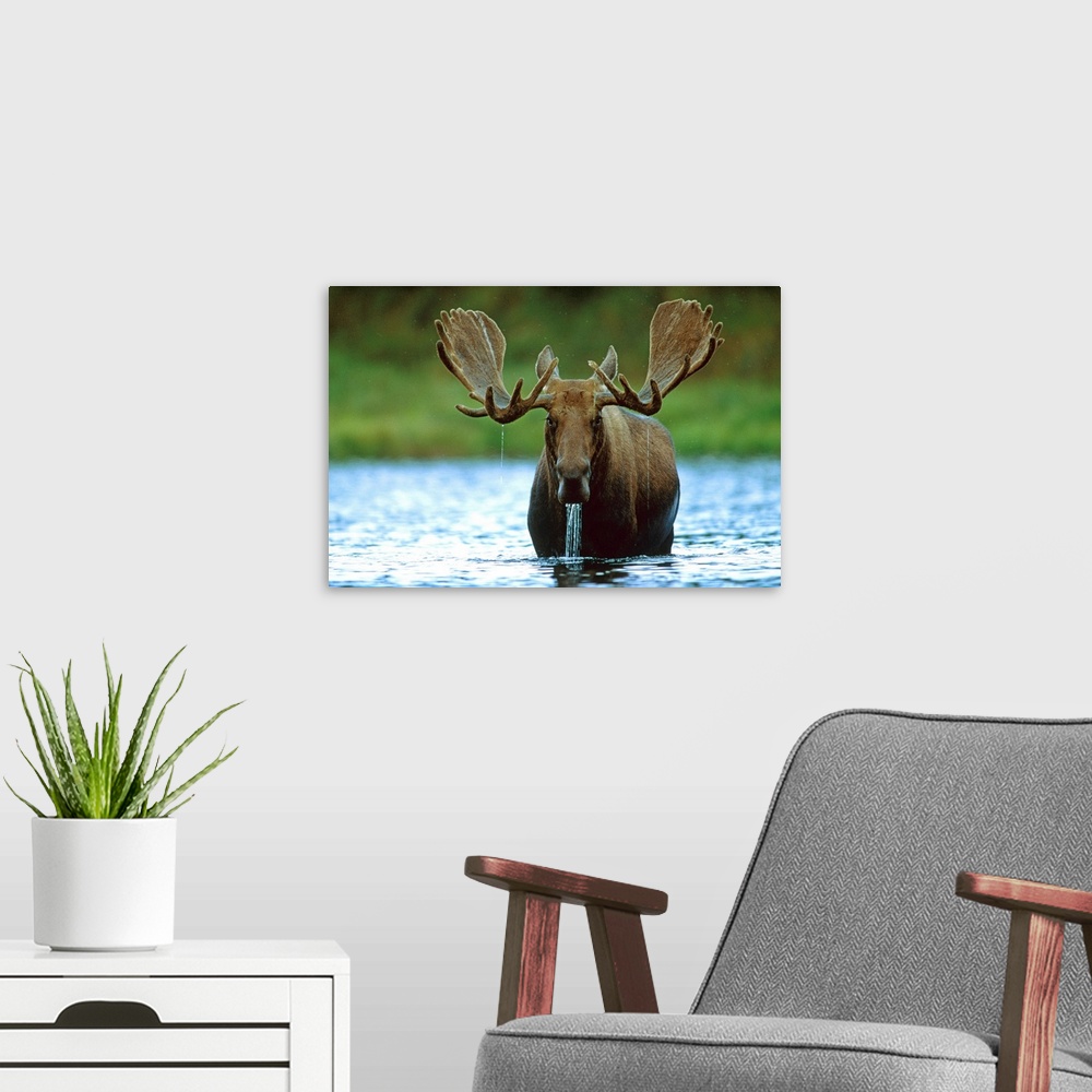A modern room featuring Moose raising its head while feeding on the bottom of a lake, North America