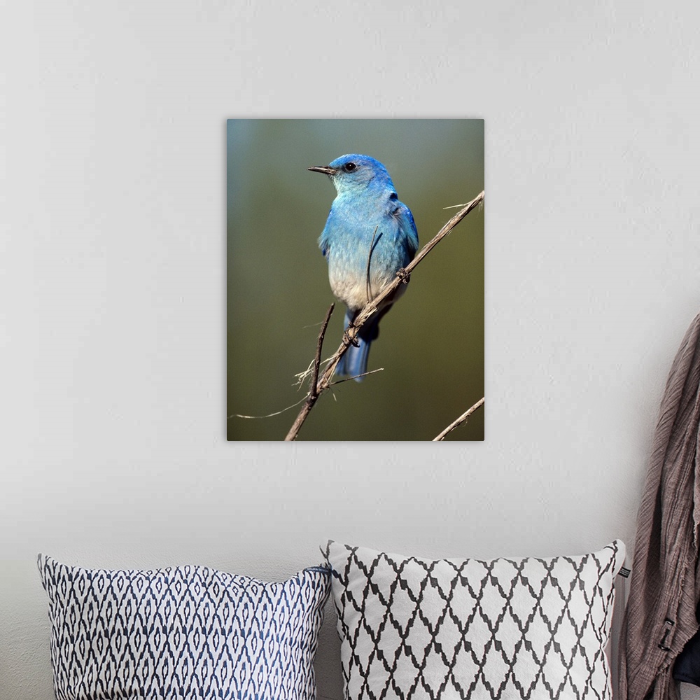 A bohemian room featuring Mountain Bluebird (Sialia currucoides) perching on twig, North America