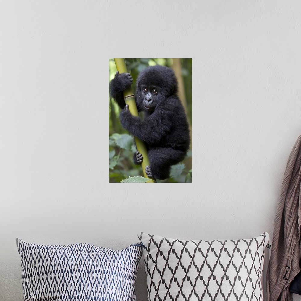 A bohemian room featuring Mountain Gorilla (Gorilla gorilla beringei) 10 month old infant playfully climbing bamboo pole, e...