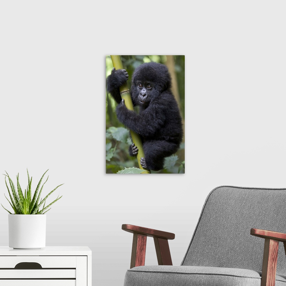 A modern room featuring Mountain Gorilla (Gorilla gorilla beringei) 10 month old infant playfully climbing bamboo pole, e...