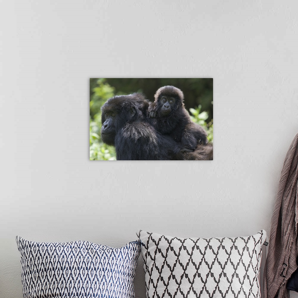 A bohemian room featuring Mountain Gorilla (Gorilla gorilla beringei) 10 month old infant riding on mother's back, endanger...