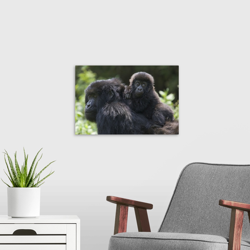 A modern room featuring Mountain Gorilla (Gorilla gorilla beringei) 10 month old infant riding on mother's back, endanger...