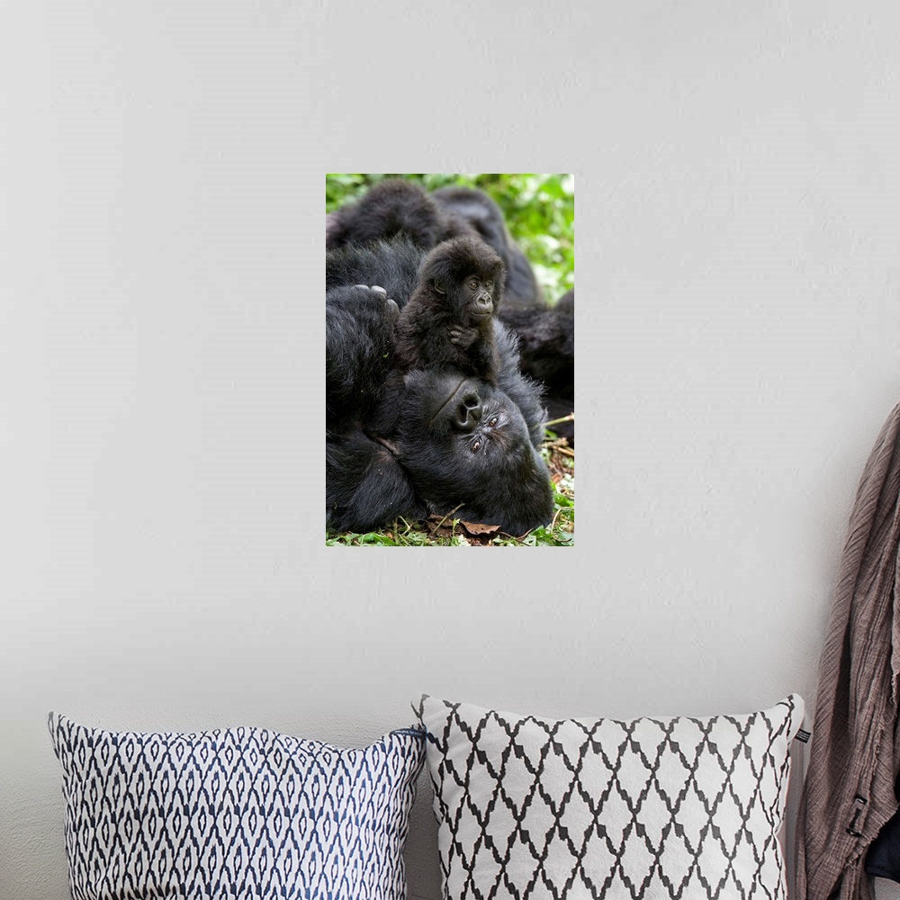 A bohemian room featuring Mountain Gorilla.Gorilla gorilla beringei.1.5 year old baby playing on silverback.Parc National d...