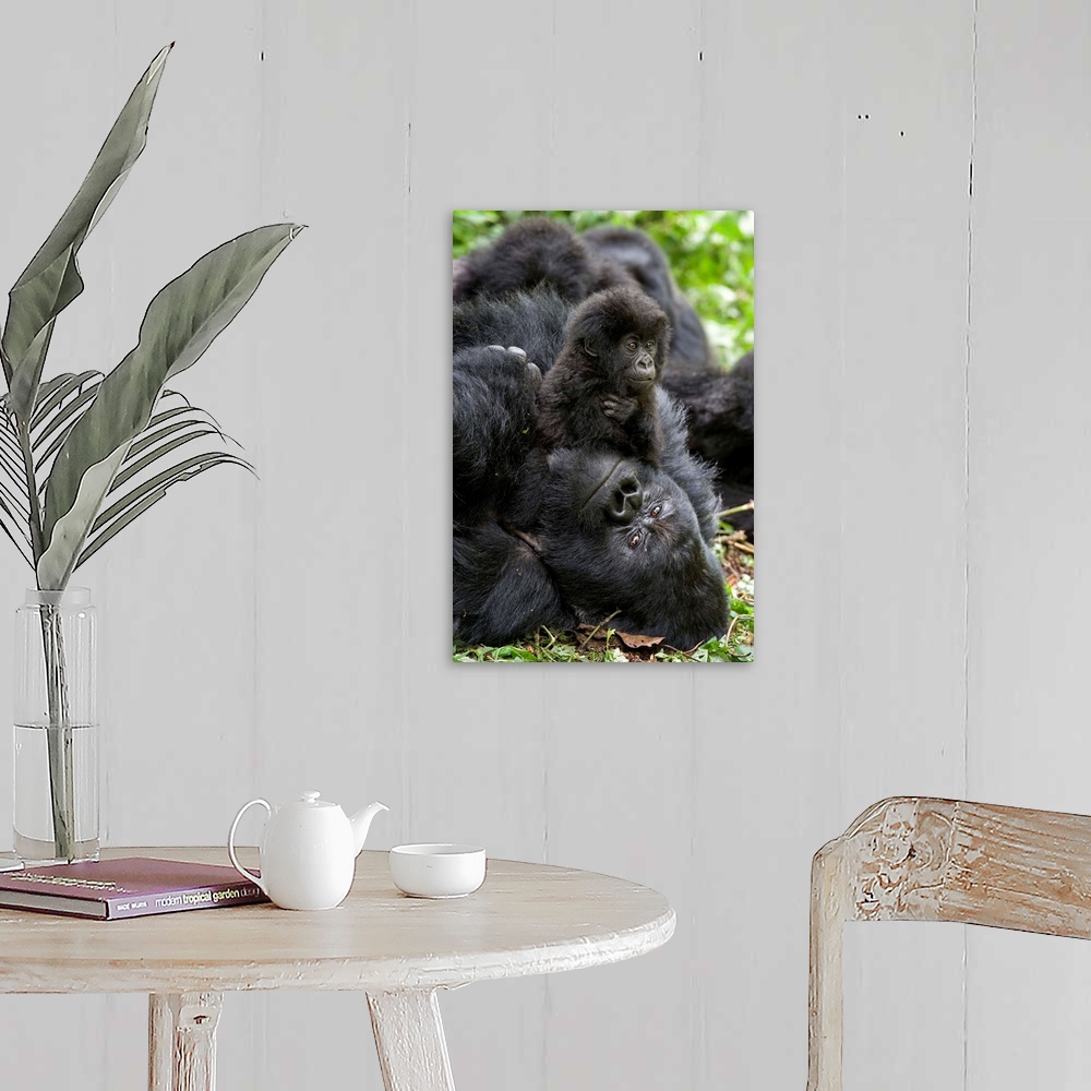 A farmhouse room featuring Mountain Gorilla.Gorilla gorilla beringei.1.5 year old baby playing on silverback.Parc National d...