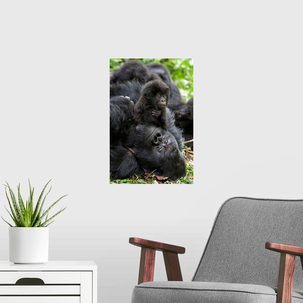 A modern room featuring Mountain Gorilla.Gorilla gorilla beringei.1.5 year old baby playing on silverback.Parc National d...