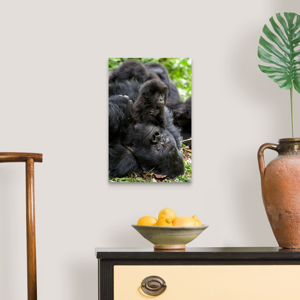 A traditional room featuring Mountain Gorilla.Gorilla gorilla beringei.1.5 year old baby playing on silverback.Parc National d...