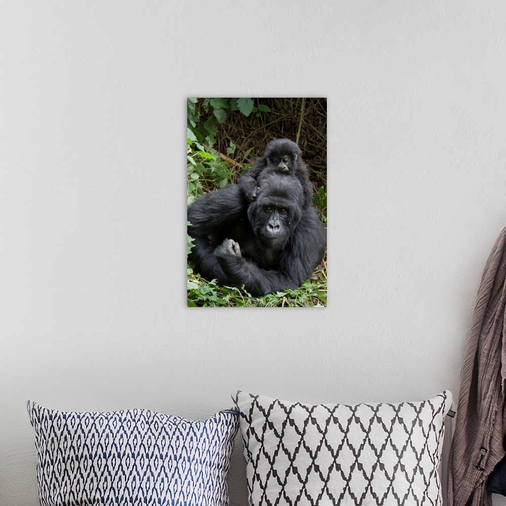 A bohemian room featuring Mountain Gorilla.Gorilla gorilla beringei.Mother and 1.5 year old baby.Parc National des Volcans,...