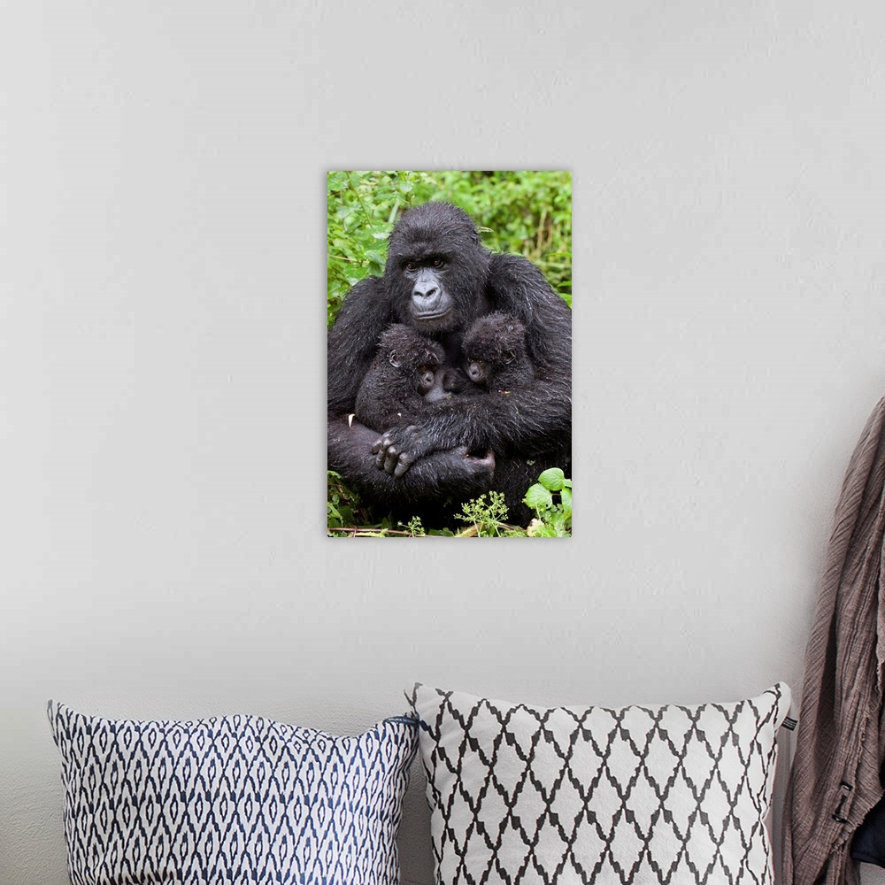 A bohemian room featuring Mountain Gorilla.Gorilla gorilla beringei.Mother holding 5 month old twin babies.Parc National de...