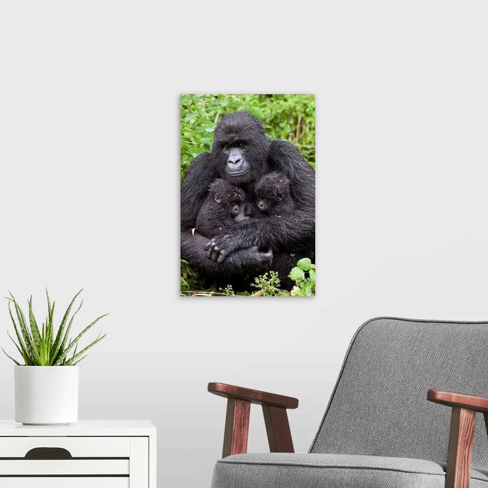 A modern room featuring Mountain Gorilla.Gorilla gorilla beringei.Mother holding 5 month old twin babies.Parc National de...