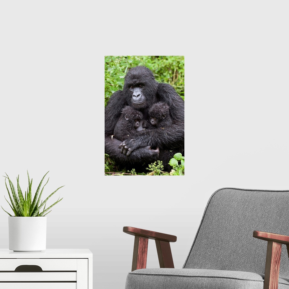 A modern room featuring Mountain Gorilla.Gorilla gorilla beringei.Mother holding 5 month old twin babies.Parc National de...
