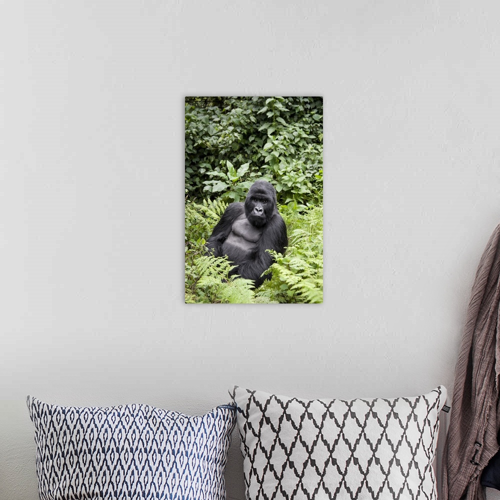 A bohemian room featuring Mountain Gorilla.Gorilla gorilla beringei.Silverback.Parc National des Volcans, Rwanda.*Endangere...