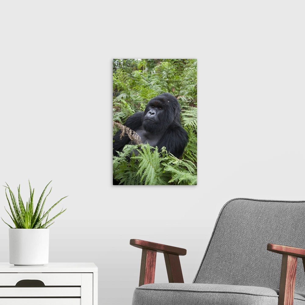 A modern room featuring Mountain Gorilla.Gorilla gorilla beringei.Silverback.Parc National des Volcans, Rwanda.*Endangere...