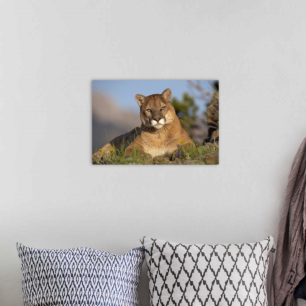 A bohemian room featuring Mountain Lion (Felis concolor) portrait, North America