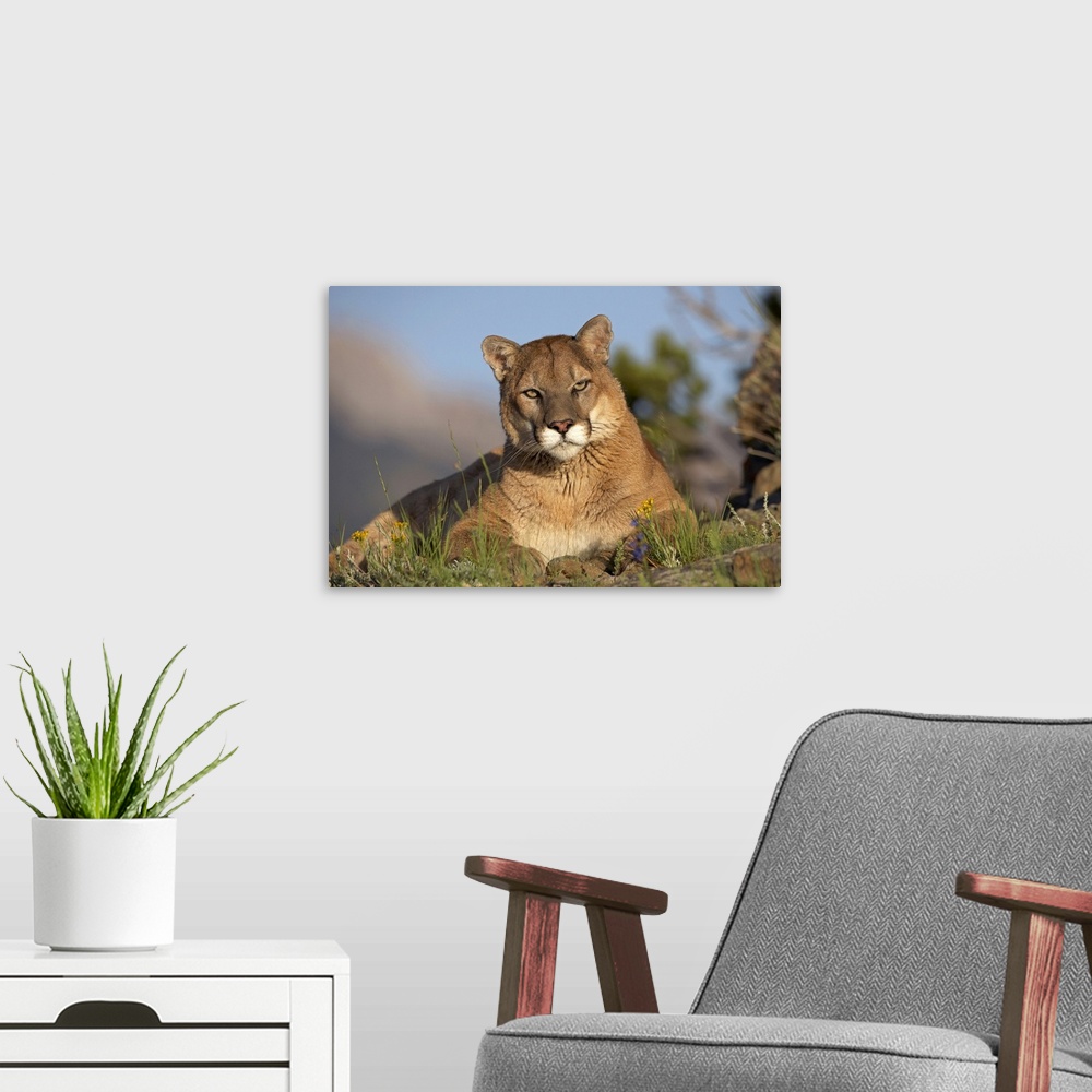 A modern room featuring Mountain Lion (Felis concolor) portrait, North America