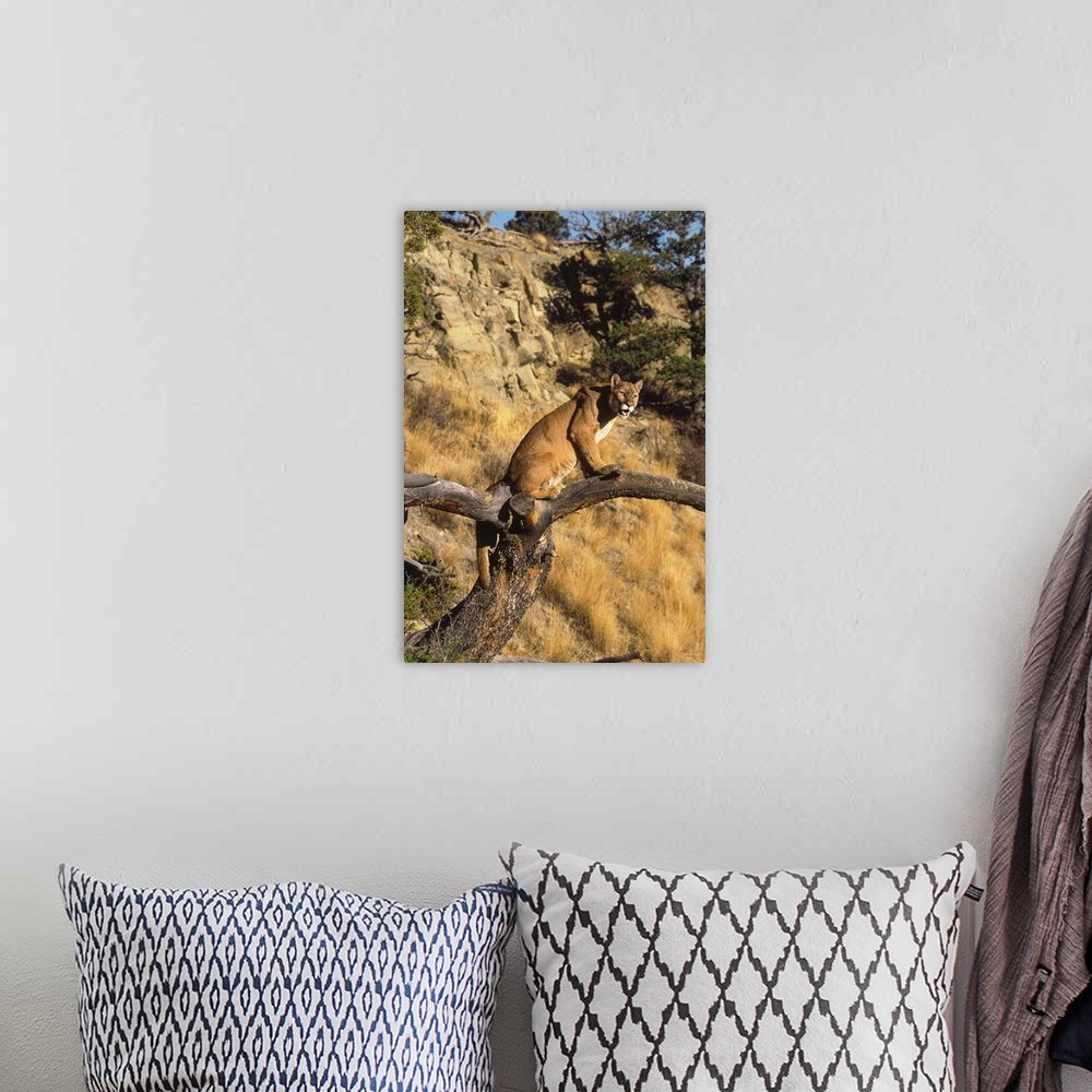 A bohemian room featuring Mountain Lion in tree, Montana