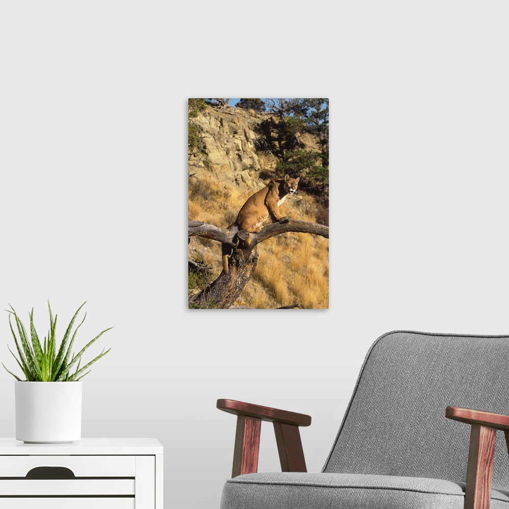 A modern room featuring Mountain Lion in tree, Montana
