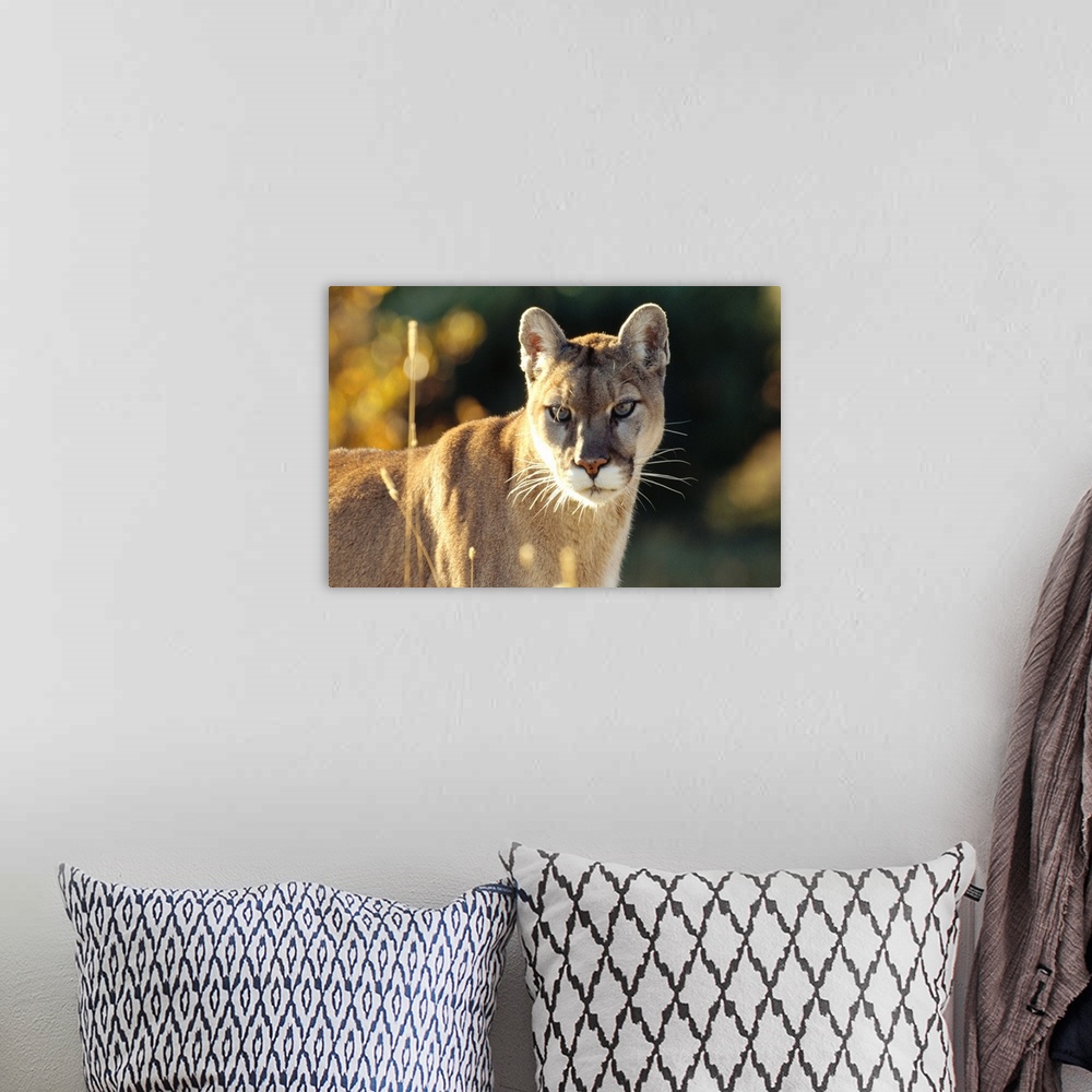 A bohemian room featuring Mountain Lion or Cougar (Felis concolor) adult portrait, North America