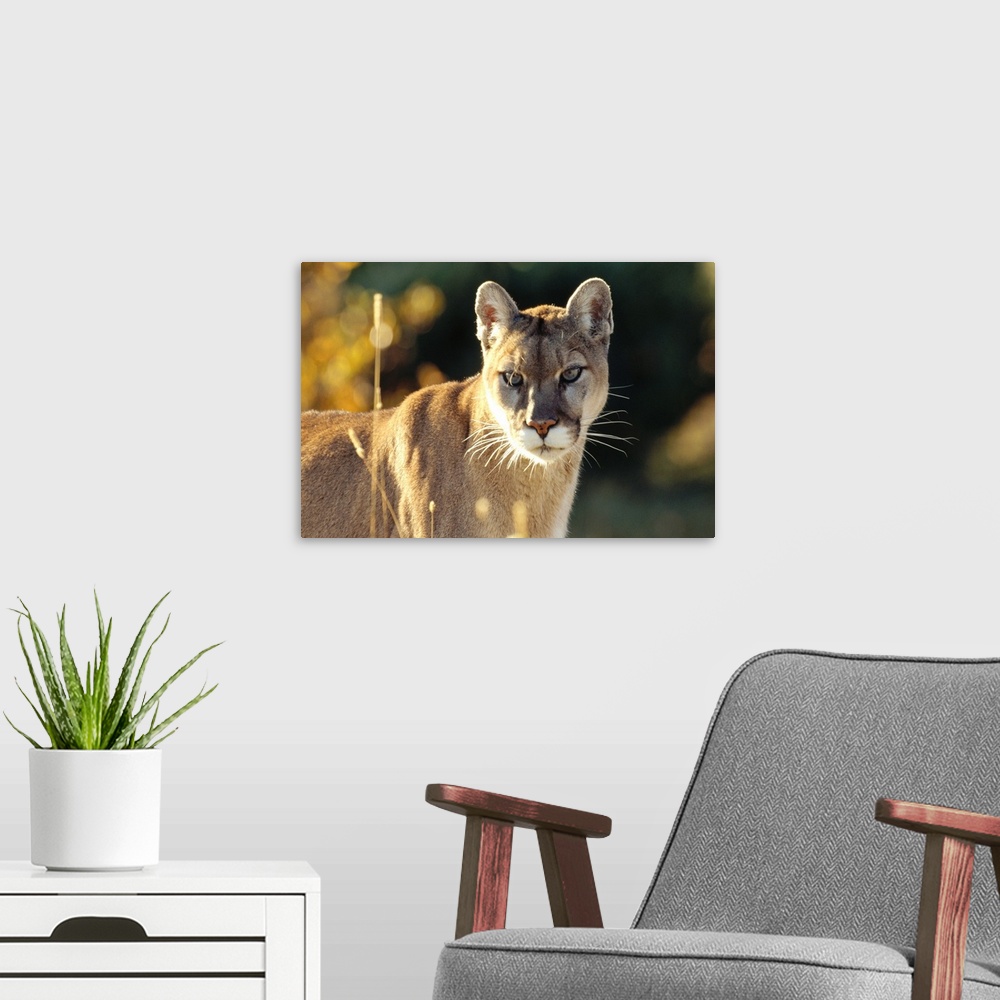 A modern room featuring Mountain Lion or Cougar (Felis concolor) adult portrait, North America