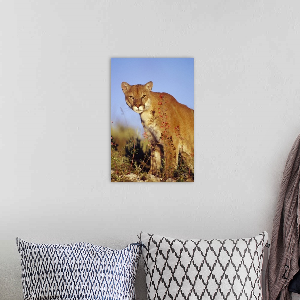 A bohemian room featuring Mountain Lion or Cougar (Felis concolor) portrait, North America