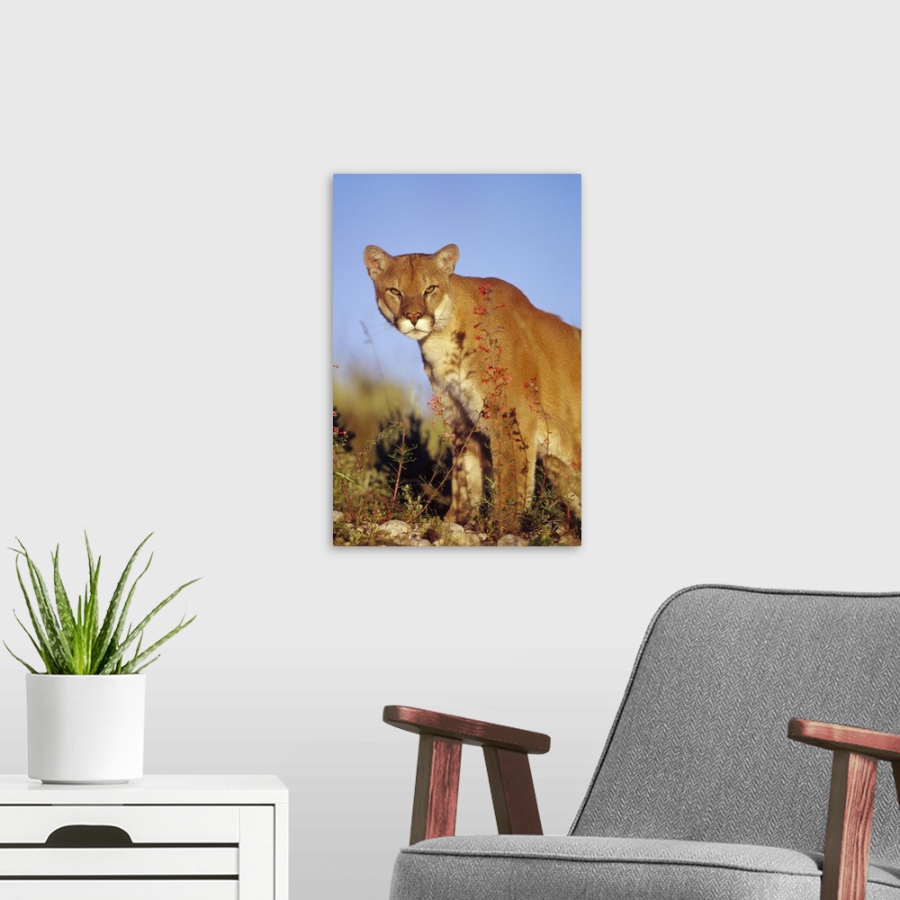 A modern room featuring Mountain Lion or Cougar (Felis concolor) portrait, North America