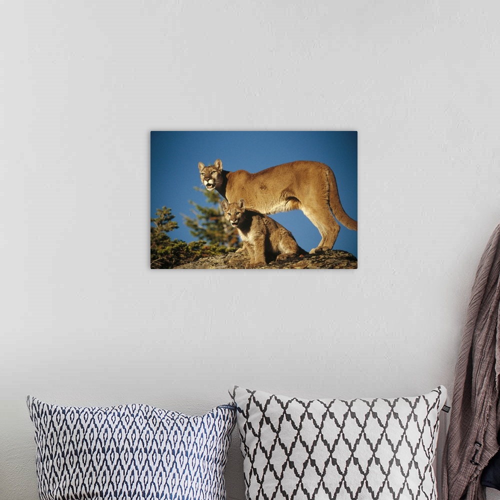 A bohemian room featuring Mountain Lion or Cougar mother with kitten, North America, captive animal