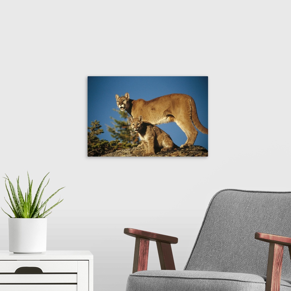 A modern room featuring Mountain Lion or Cougar mother with kitten, North America, captive animal