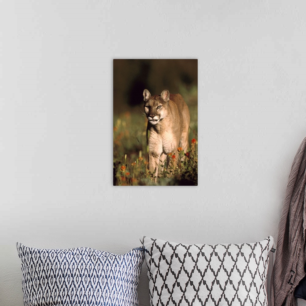 A bohemian room featuring Mountain Lion or Cougar walking through a field of red Paintbrush flowers