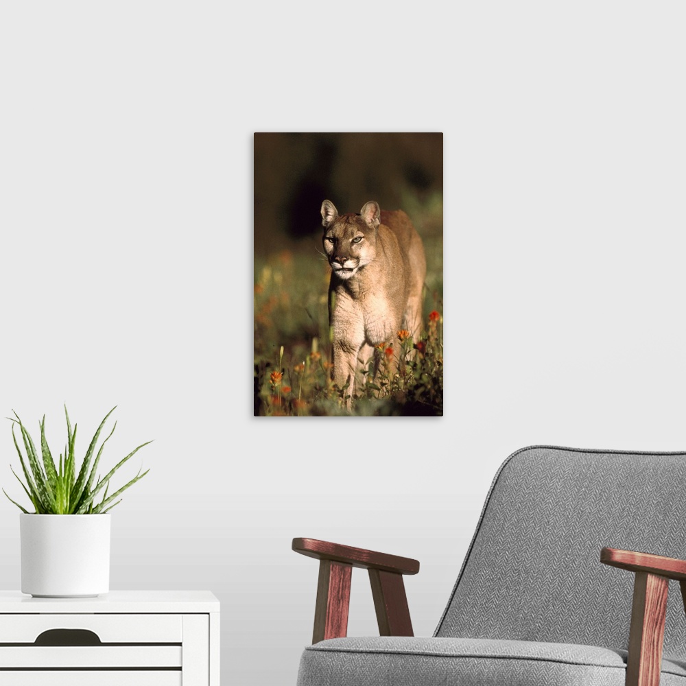 A modern room featuring Mountain Lion or Cougar walking through a field of red Paintbrush flowers