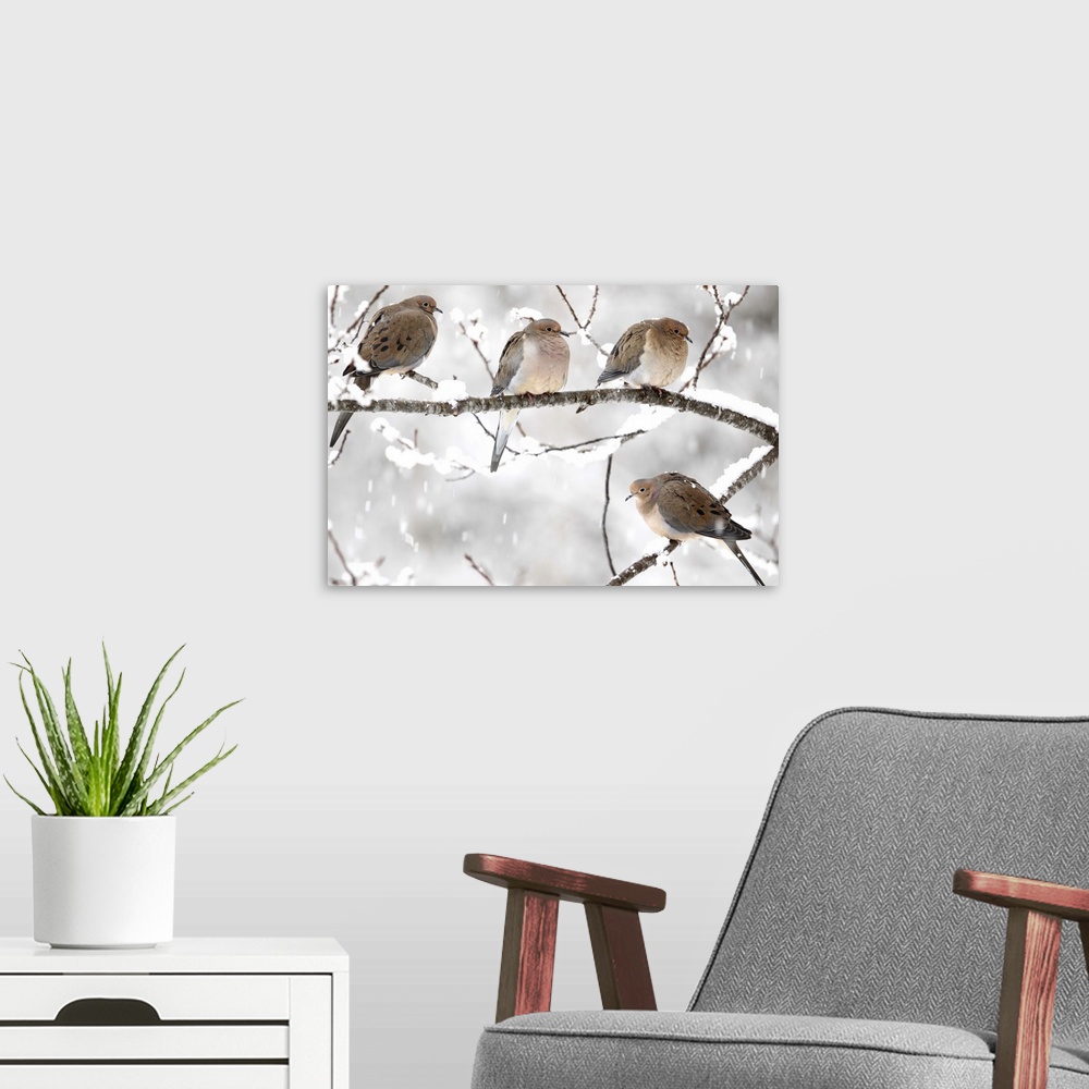 A modern room featuring Landscape, large photograph of four mourning doves perched on a snow covered branch as snow falls...