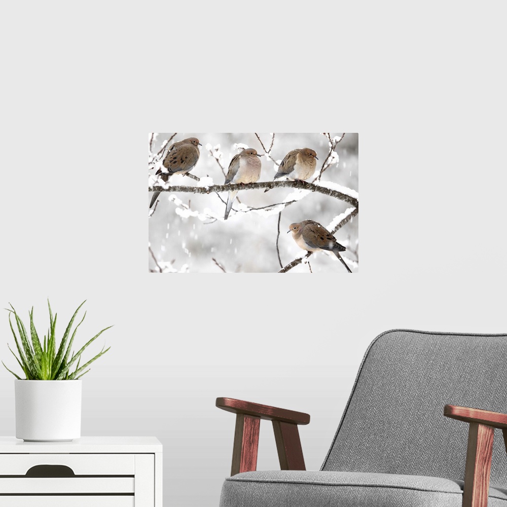 A modern room featuring Landscape, large photograph of four mourning doves perched on a snow covered branch as snow falls...